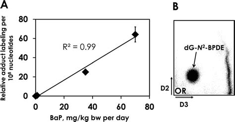 Dose Dependent Formation Of Bap Dna Adducts Detected In The Cerebellum