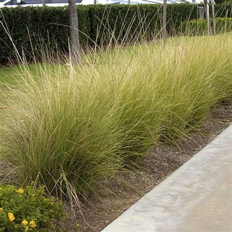 Tp Deer Grass Muhlenbergia Rigens 2 4’ H X 4’ W This Large Dense And Beauti California