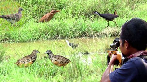 SEHARIAN BERBURU BURUNG RUAK RUAK TEKUKUR BURUNG PUYUH LIAR YouTube