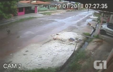 Pit Bull Foge De Casa Ataca C O E Deixa Moradores Medo Em Macap