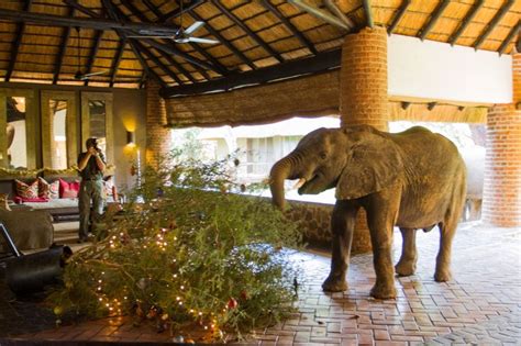 Christmas decorations are GO! | Elephant, Africa, South africa