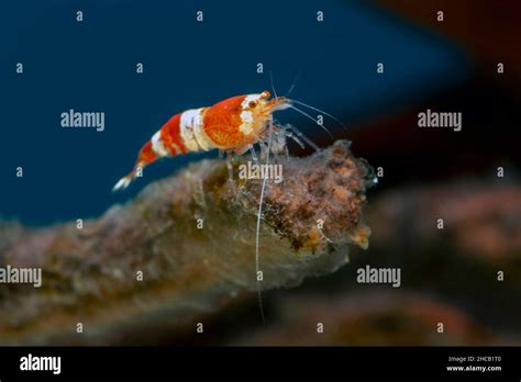 Red Crystal Shrimp In Freshwater Aquarium Stock Photo Alamy