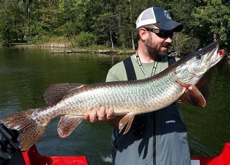 Dec Eyes Onondaga Lake As Possible Trophy Tiger Muskie Fishery