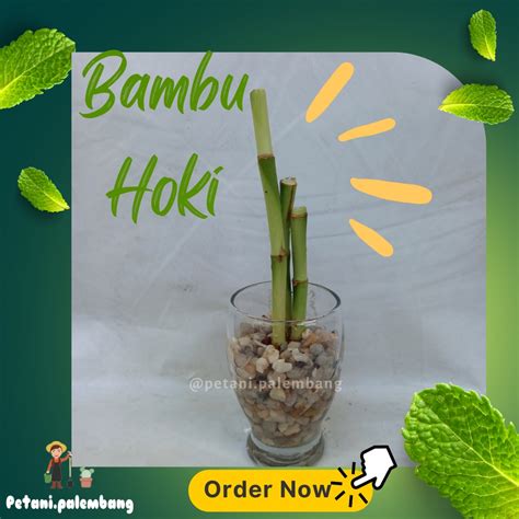 Jual Bambu Hoki Sri Rezeki 1 Batang Bibit Shopee Indonesia