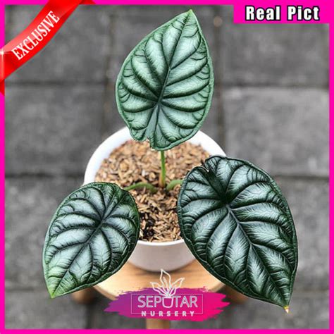 Jual Alocasia Dragon Scale Tanaman Hias Alocasia Dragon Scale Kab