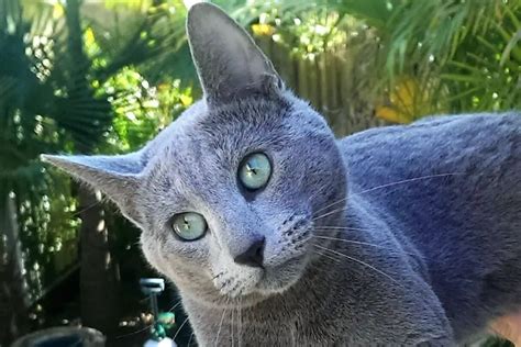 Best Russian Blue Cat Breeders in Sydney with Kittens for Sale