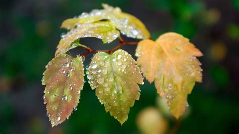 Wallpaper Sunlight Nature Branch Green Frost Blossom Foliage