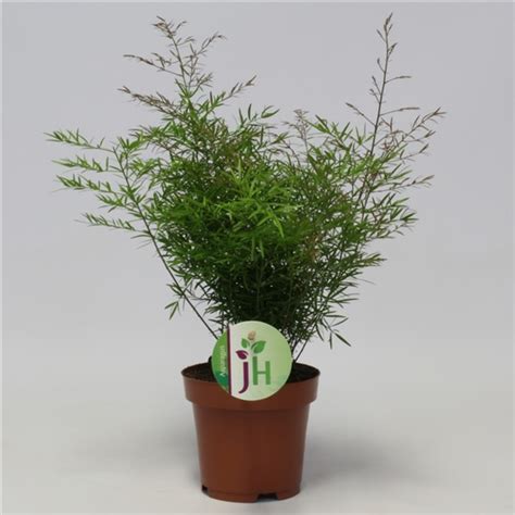 Аспарагус густоцветковый Квебе (Asparagus densiflorus Cwebe) - описание ...