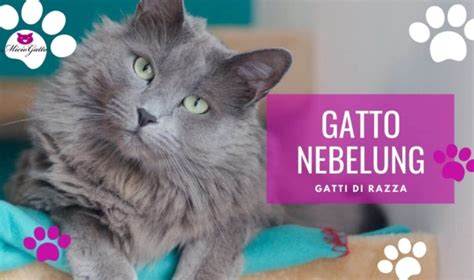 Gatto Nebelung Carattere Prezzo E Allevamenti MicioGatto It