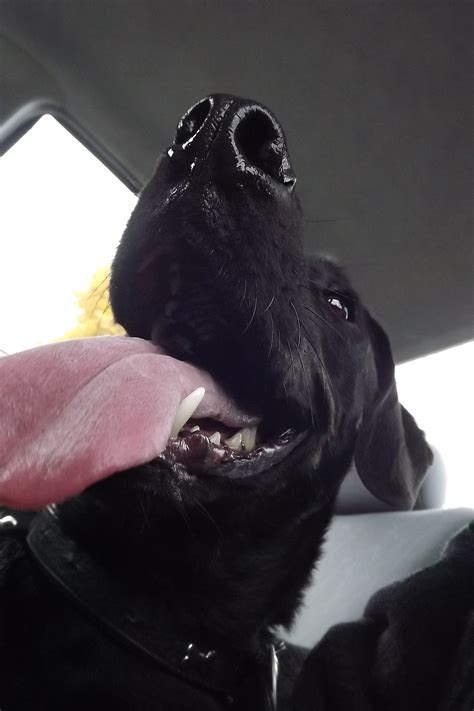 Back from the doctors, took off the "cone of shame" got pretty happy