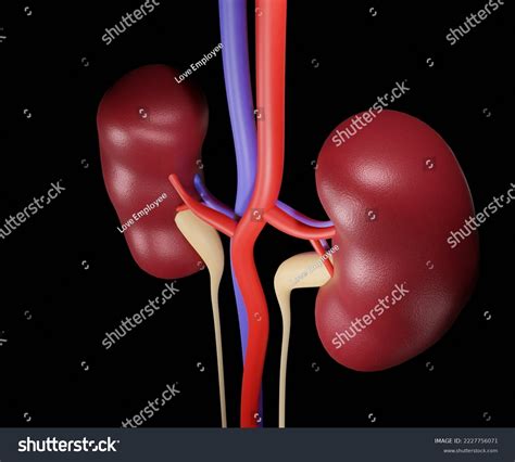 Isolated Human Kidney Renal Capsule Black Stock Illustration 2227756071 ...