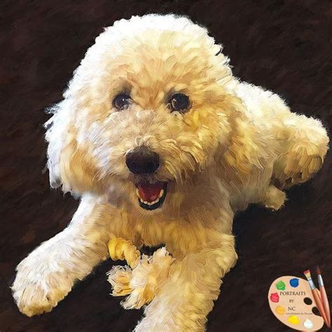 Labradoodle Dog Portrait from Photo | Dog portraits, Labradoodle dogs ...
