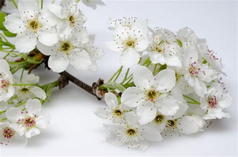 Ornamental Pear Tree Blossoms Stock Image - Image of floral, blossoms ...