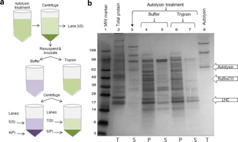 Aqueous Enzymatic Protein And Lipid Release From The Microalgae