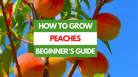 How To Grow Peaches A Beginner S Guide Gardening Eats