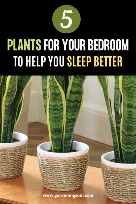 5 Plants For Your Bedroom To Help You Sleep Better