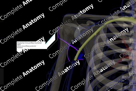 Posterior Circumflex Humeral Vein (Left) | Complete Anatomy