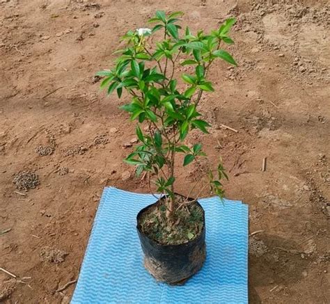 Well Drained Green White Sandalwood Flower Plant For Plantation At Rs