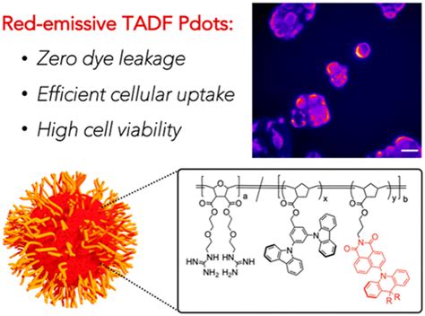 Red Emissive Cell Penetrating Polymer Dots Exhibiting Thermally