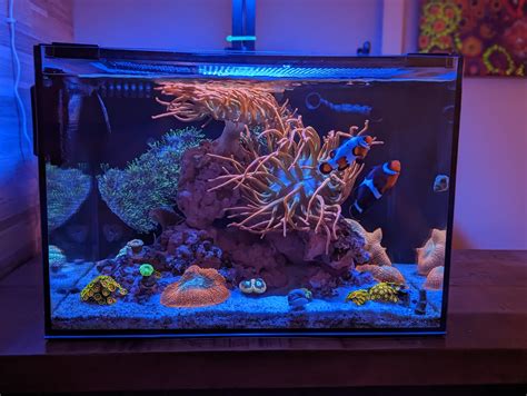 Nano Reef Tank With Anemones Reef Casa