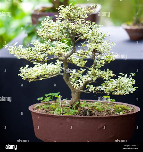 beautiful bonsai in a botanical garden Stock Photo - Alamy