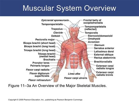 Identify The Muscles In The Figure