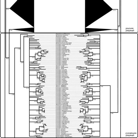 Topology Showing Details Of Associations Among Species Belonging To The Download Scientific