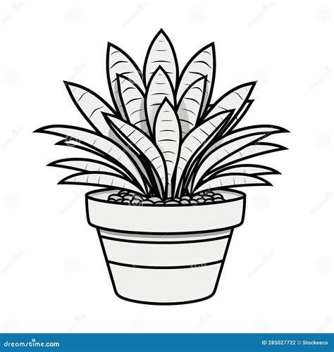 Mint Coloring Page: Haworthia Fasciata Plant For Kids Stock Photography