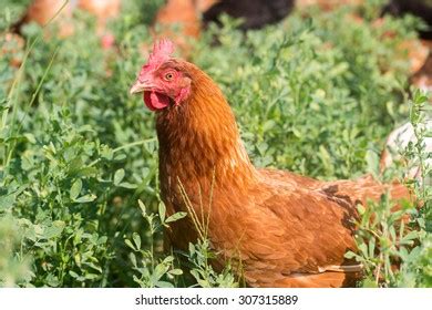 2 Hundred Red Sex Link Chicken Royalty Free Images Stock Photos