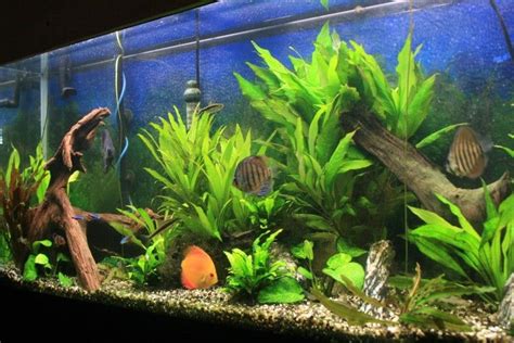 Photo 1 55 Gallon Planted Discus Tank 8 20 08