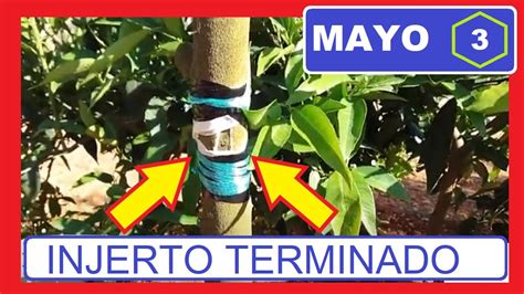 Te Ense Amos C Mo Hacer Injertos De Arboles Frutales Paso A Paso