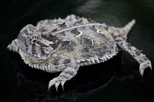 notophthalmus perstriatus