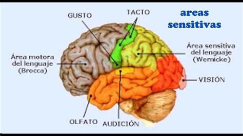 Corteza Cerebral Youtube