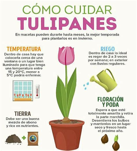 Pin De Maritza Cadillo En Jardineria Y Plantas Como Cuidar Tulipanes