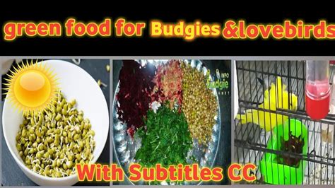 soft food for lovebirds in summer |green food for budgies|With Subtitles| | Greens recipe, Soft ...