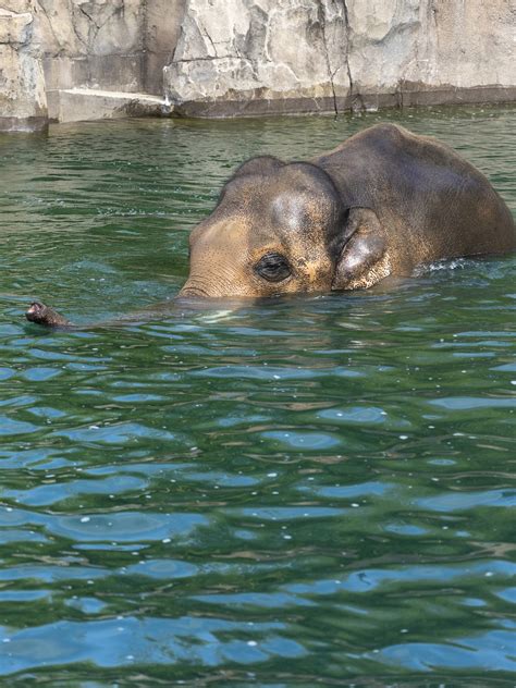 Elephant Swimming Zoo - Free photo on Pixabay - Pixabay