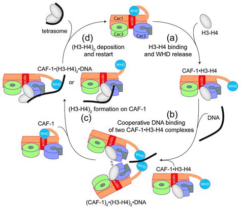 Dna Mediated Association Of Two Histone Bound Complexes Of Yeast