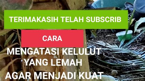 3CARA KELULUT LEMAH MENJADI KUAT 2024 YouTube