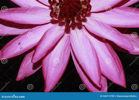 Exotic Hot Pink Water Lily Flower Macro Stock Photo Image Of Black