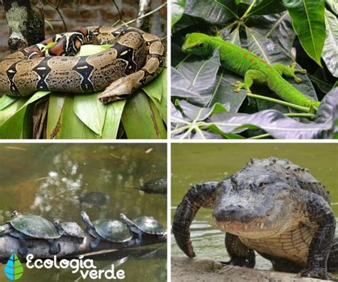 BOSQUES TROPICALES características flora y fauna Resumen