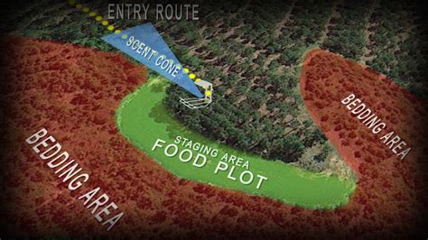 How big should a food plot be in order to be effective?