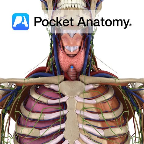 Trachea - Pocket Anatomy