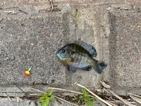 【外来種】ブルーギルを釣って食べる！気になるその味は？（なるフィッシュ） エキスパート Yahooニュース