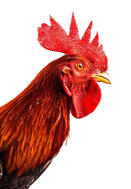 Royalty Free Rooster Pictures Images And Stock Photos Istock