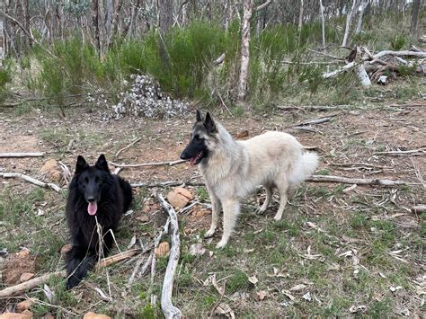 Belgian Shepherd Puppies for Sale | Artorus Belgian Shepherds
