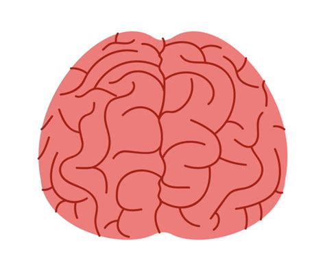 Brain Front View Clipart