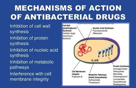 Antibacterial Drug Mechanism In Cell Wall Of Microbe Source Google