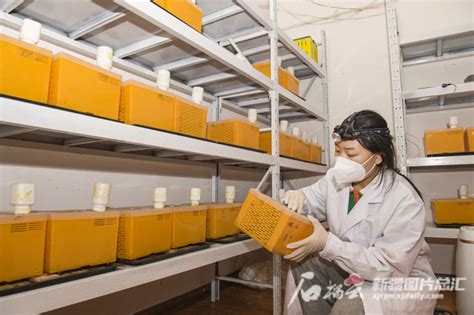 新疆日报新技术熊蜂 无人机授粉绿色高效 中国农业科学院西部农业研究中心