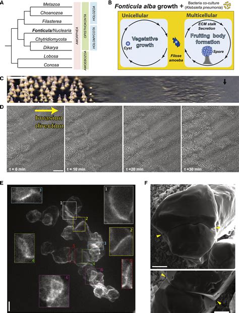 Life Cycle Of Slime Moulds 1