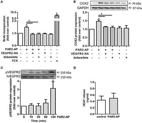 Frontiers Protease Activated Receptor 2 Promotes Pro Atherogenic